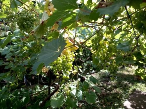 a bunch of green grapes hanging from a tree at Kisfaludy Apartment House in Gárdony
