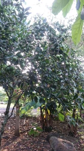 a tree with lots of green fruit on it at Cucuve Eco Hostal in Puerto Baquerizo Moreno