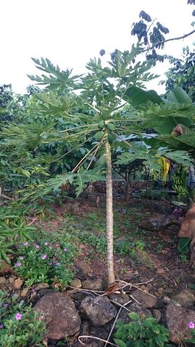 a small palm tree in a field of rocks at Cucuve Eco Hostal in Puerto Baquerizo Moreno