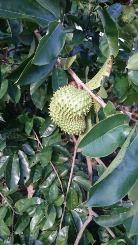 a durian fruit on a tree with leaves at Cucuve Eco Hostal in Puerto Baquerizo Moreno