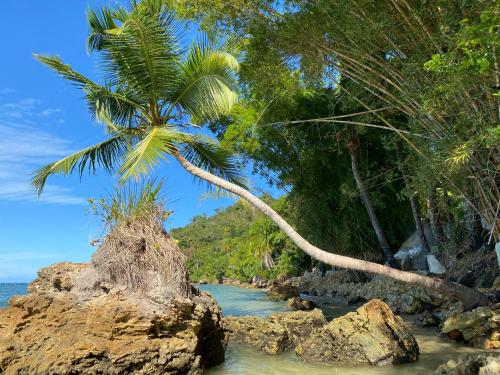 a palm tree on a rocky beach with the ocean at Pousada Colibri in Morro de São Paulo