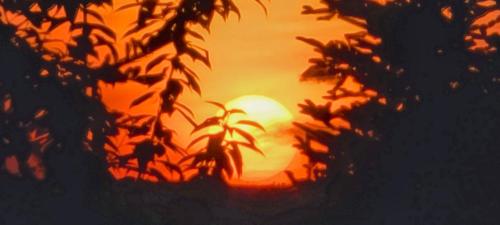 a sunset is seen through the silhouette of a tree at St Ann's Motel & Cottage in Baddeck