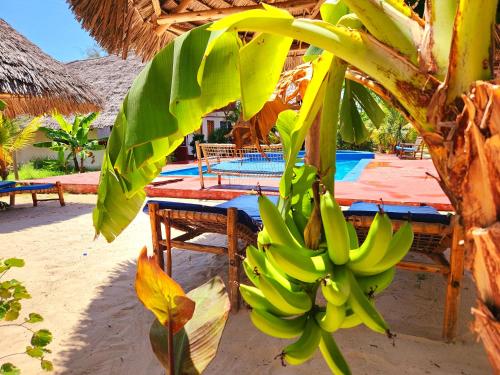 Ein Haufen Bananen hängt von einem Baum am Strand in der Unterkunft Mkeka Spice Lodge Jambiani in Jambiani