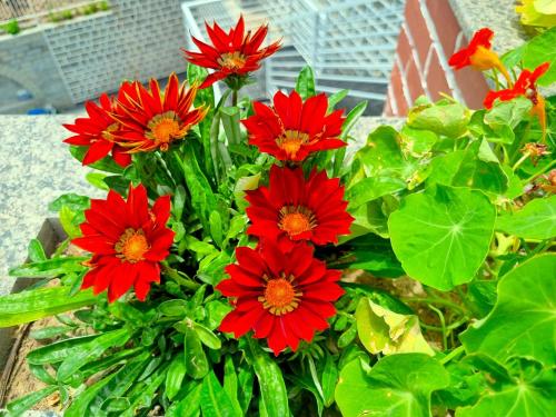 a bunch of red flowers in a plant at Hotel Wood Stock Luxury - A Boutique Property - Penthouse - Open Air Restaurant & Terrace in Kasauli