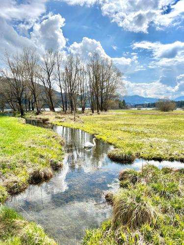 a small stream in a field with trees in the background at Moderne, 1-Zimmer Ferienwohnung mit Bergblick in Oy-Mittelberg