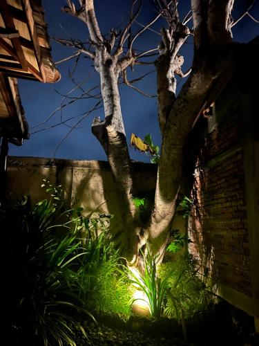 a tree in front of a wall at night at PINOKKIO B&B Restaurant in Jimbaran