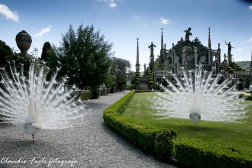 two white peacocks standing in front of a garden at Nido dei Gelsi vicino al lago free parking in Intra