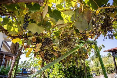 a bunch of grapes hanging from a tree at Sole Verde green house in Terricciola
