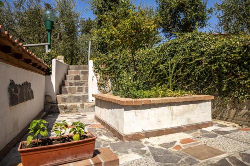 a garden with a set of stairs and plants at Sole Verde green house in Terricciola