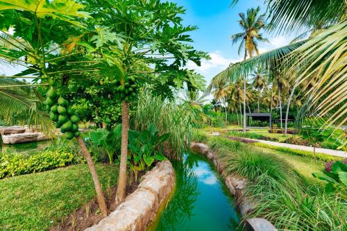 a river in a field with a bunch of trees at Ycona Eco-Luxury Resort, Zanzibar in Dikoni