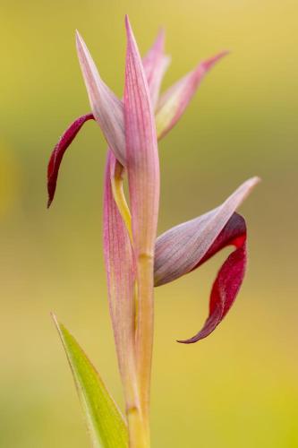 a close up of a pink flower with green leaves at Le Mas du Rouquan in Vidauban