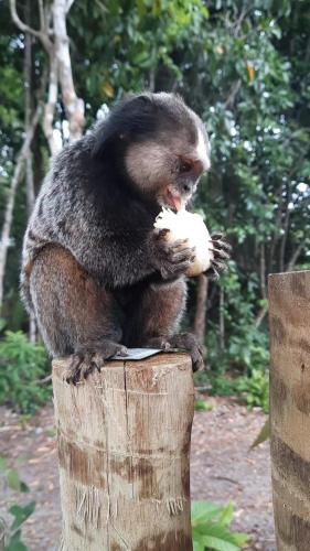 a monkey sitting on a stump eating a piece of food at Estudio Lirios seu cantinho ecológico na natureza in Marau