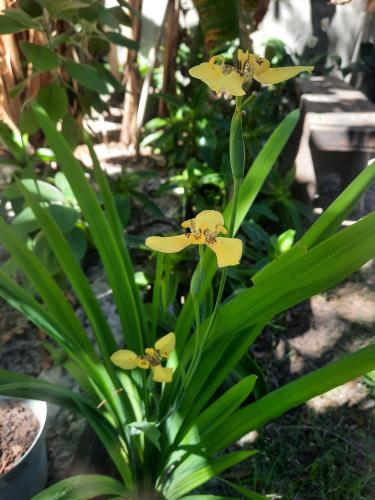 a group of yellow flowers on a plant at Estudio Lirios seu cantinho ecológico na natureza in Marau