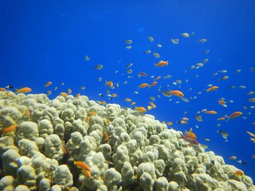 uma escola de peixes num recife de coral em Turtles Beach resort em Hurghada