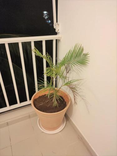 a plant in a pot in front of a window at Appartement SERENITE, tout confort 2adultes 1 enft in Les Trois-Îlets
