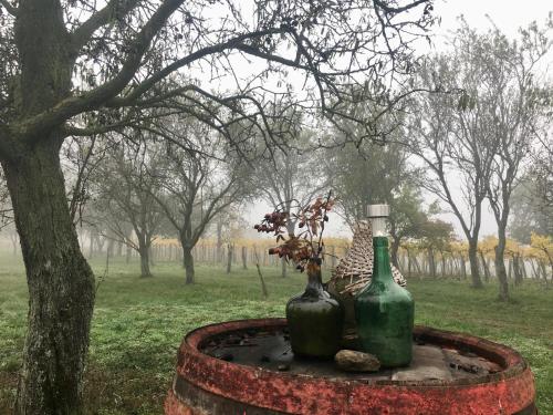 two green glass bottles sitting on top of a tree at Hatablak Köveskál in Köveskál