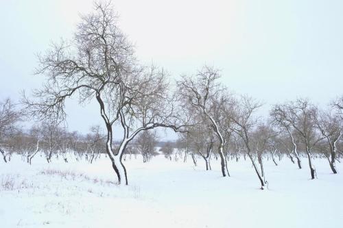 a row of trees in a snow covered field at Hatablak Köveskál in Köveskál