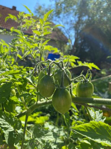 a bunch of tomatoes growing on a plant at Hatablak Köveskál in Köveskál