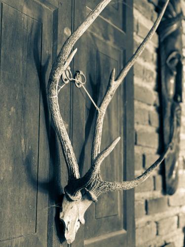 a pair of antlers hanging on a wall at Boscage Homestay in Kandy
