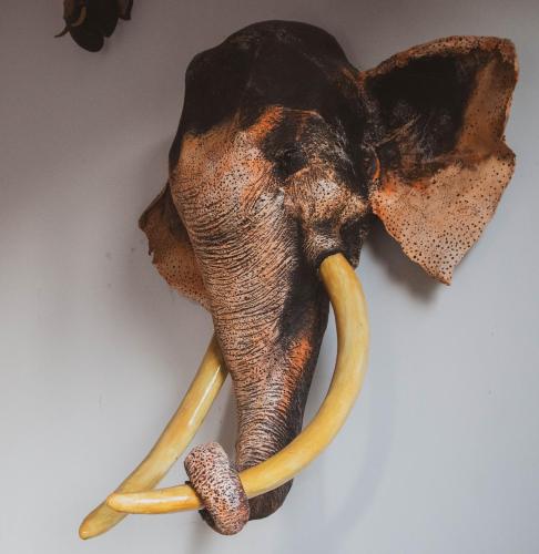 an elephant with tusks hanging on a wall at Boscage Homestay in Kandy