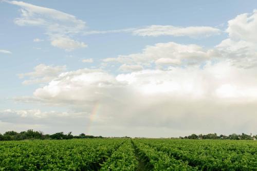 a field of crops with a rainbow in the sky at Upington African Vineyard Boutique Hotel & SPA in Kanoneiland