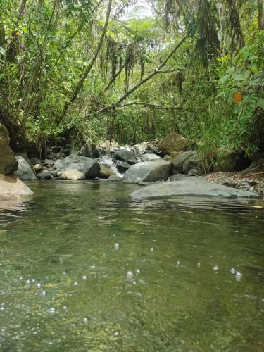 a stream of water with rocks in a forest at Sapiens house cabaña del lago clásica in Cali
