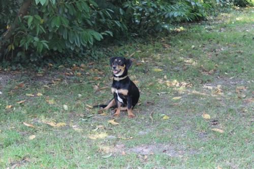 a black and white dog sitting in the grass at Villa Mainardi Agriturismo in Camino al Tagliamento