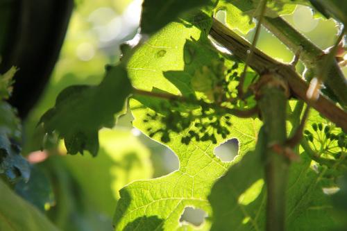 a green leaf on a plant with holes in it at Appartement Familie Ernst in Bruttig-Fankel