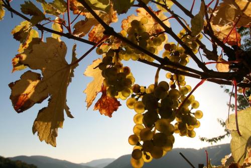a bunch of grapes hanging from a tree at Appartement Familie Ernst in Bruttig-Fankel