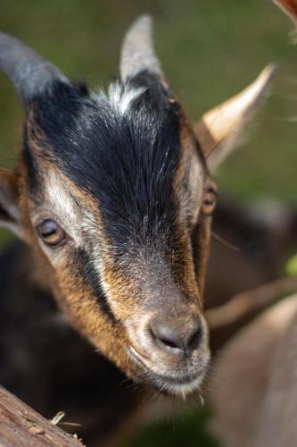 a baby goat is looking at the camera at Hotel Forsthof in Sankt Johann im Pongau