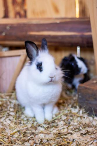 two rabbits are sitting on hay in a barn at Hotel Forsthof in Sankt Johann im Pongau