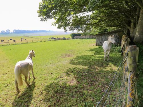 two white horses standing in a field next to a fence at Todridge Barn in Newcastle upon Tyne