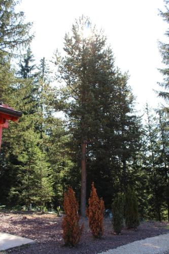 a tree in the middle of a yard with trees at Chechar Inn Zlatar in Nova Varoš