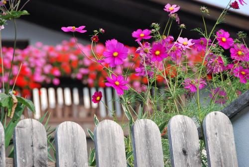 a bunch of pink flowers behind a wooden fence at Hotel - Appartements Schmied Hans in Schenna