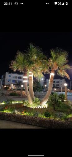 twee palmbomen in een park 's nachts bij قرية غرناطه الاسكندريه الساحل الشمالي in Alexandrië