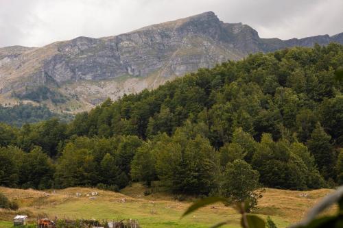 a mountain in the background of a field with trees at Apartmani Jelenača prizemlje in Trnovo