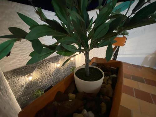 a potted plant sitting in a box with rocks at Casatoca House Zapatoca Lengerke in Zapatoca