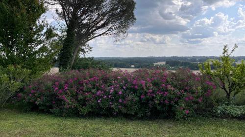 a bush of pink flowers in a field at Métairie de Moutiques in Cazaubon