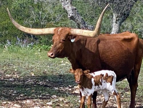 Άλλα ζώα σε αυτός ο ξενώνας ή στη γύρω περιοχή