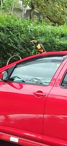 a bird sitting on the roof of a red car at Park Golf Hostel Ipelandia in Foz do Iguaçu
