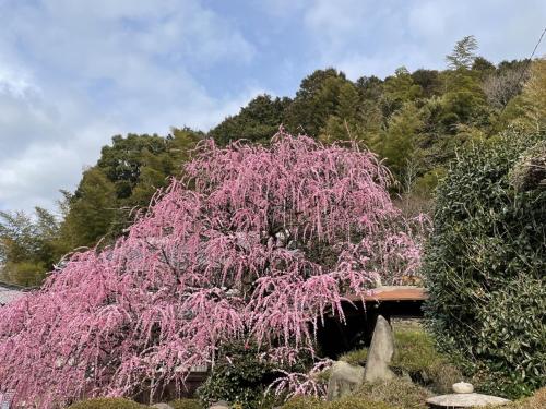 a tree with pink flowers in front of a bridge at 洲本家　SUMOTOYA in Sumoto