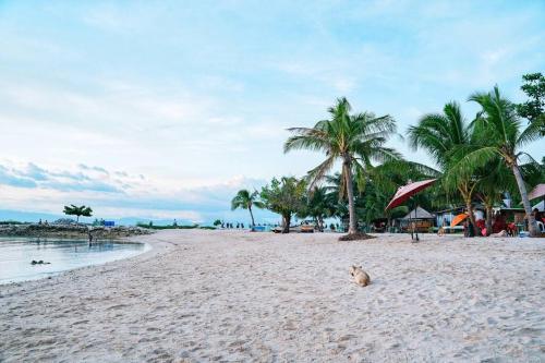 a cat sitting on a sandy beach with palm trees at The Verge Cebu Beachfront King Bed Pool Villa - 12 Minutes to Kawasan Falls Canyoneering in Badian