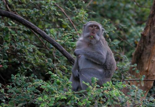 a monkey sitting in a tree with a piece of food in its mouth at Maha Nusa Menjangan in Banyuwedang