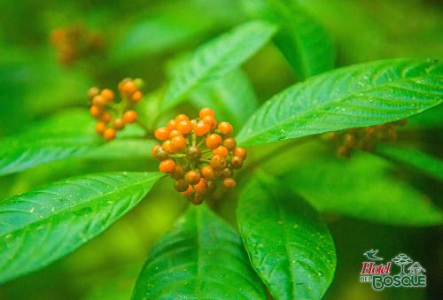 a bunch of orange berries on a plant with green leaves at Hotel del Bosque in Río Cuarto