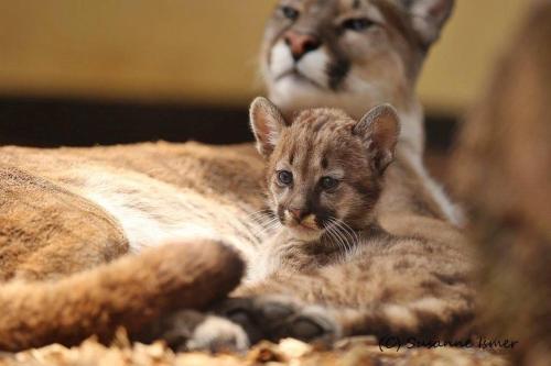 a cat and a kitten laying on a bed at Tierpark Entdeckerhäuser in Wagenfeld