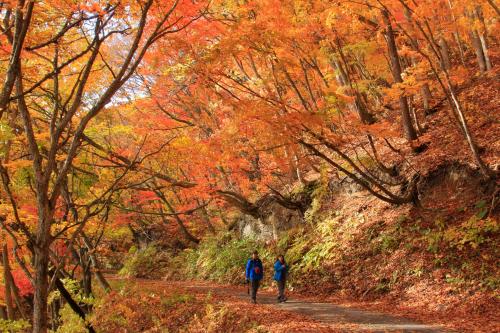 two people walking down a path in the woods at Urabandai Lake Resort Goshiki no Mori in Kitashiobara