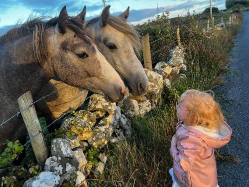 a little girl looking at two horses by a fence at Little Tara, Ballyconneely in Ballyconneely