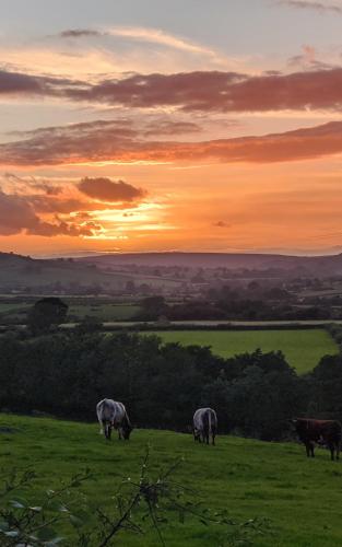 a group of cows grazing in a field at sunset at Lilac Terrace Cottage in Danby