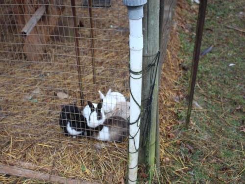 two cats are sitting in a cage at Emahlathini Guest Farm in Piet Retief