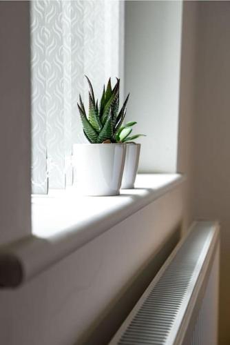 a potted plant sitting on a window sill at Cruise Cruise Cribs - BERESFORD in Stoke on Trent